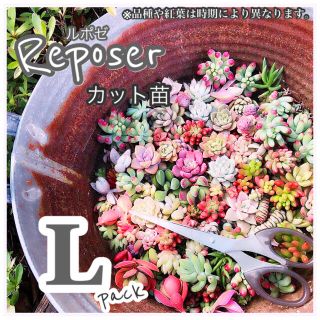 ルポゼ　多肉植物　春のおまかせカット苗　L(その他)