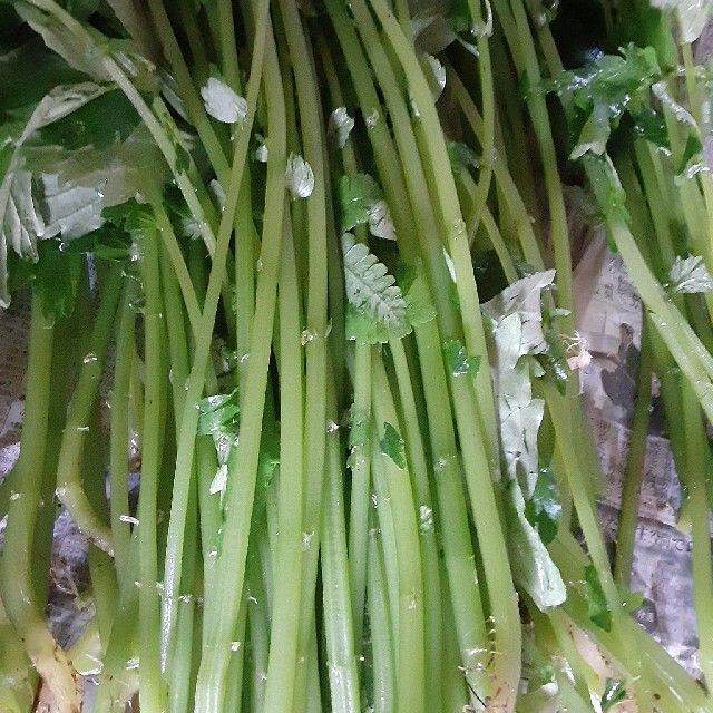 青みず 山菜 食品/飲料/酒の食品(野菜)の商品写真