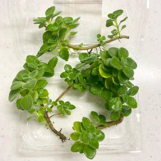 アロマティカス　カット苗　多肉植物(その他)