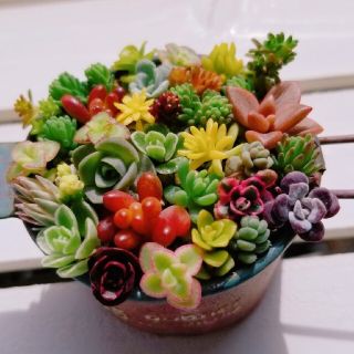 チマ寄せ♡多肉植物♡強い品種(その他)