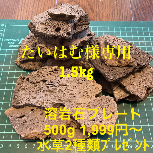 たいはむ様専用溶岩石プレート 1.5kg ＋水草2種類ﾌﾟﾚｾﾞﾝﾄ その他のペット用品(アクアリウム)の商品写真