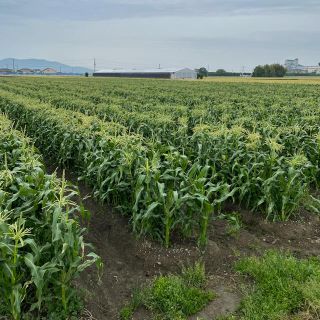 ヤングコーン　ゴールド(野菜)