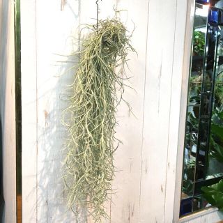 Tillandsia usneoides スパニッシュモス 太葉(プランター)