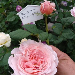 イングリッシュローズ🌹『クィーン・オブ・スエーデン』🌹挿し木苗(その他)