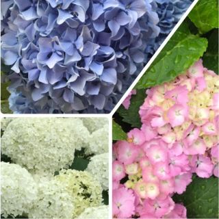 紫陽花挿し穂3本セット　アナベルと秋色紫陽花ブルーとピンク(プランター)