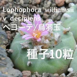 ペヨーテ/烏羽玉/銀冠玉/Lophophora williamsii 種子10粒(その他)