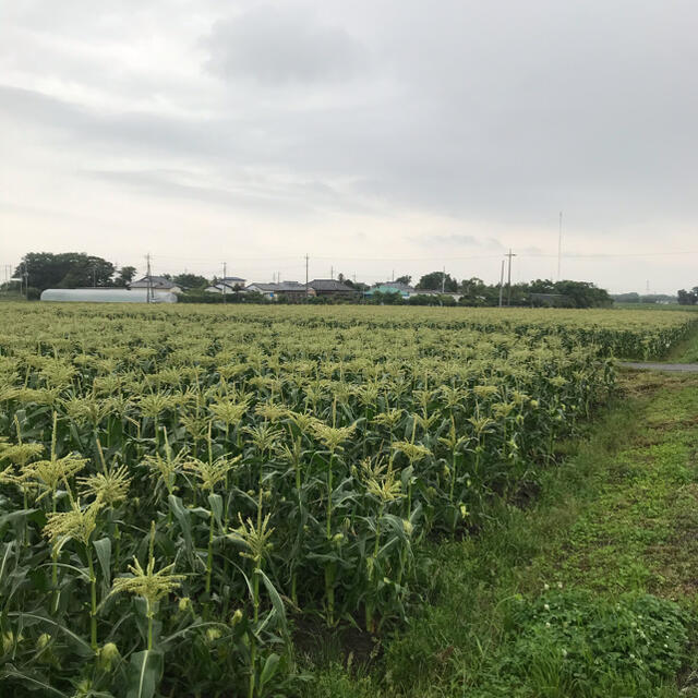 予約商品！発送は６月３日〜　朝採りとうもろこしＬサイズ 食品/飲料/酒の食品(野菜)の商品写真