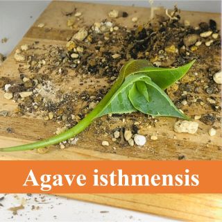 実生　アガベ　イシスメンシス　Agave isthmensis(その他)