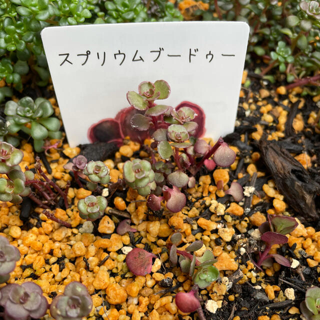 多肉植物　ちまちま寄せ植えセット ハンドメイドのフラワー/ガーデン(その他)の商品写真