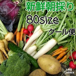 新鮮朝採り【畑〜お野菜直送便♪80size】クール便でお届けします♡農薬不使用(野菜)