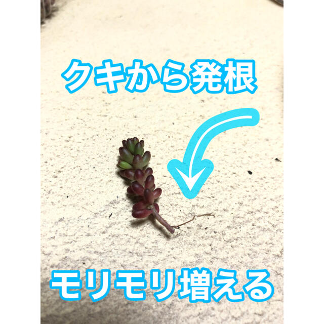 13多肉植物　赤く紅葉するセダム　コーラルカーペット　70苗　即購入歓迎 ハンドメイドのフラワー/ガーデン(その他)の商品写真