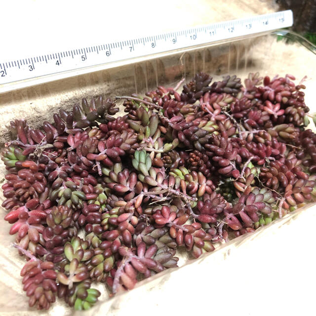 13多肉植物　赤く紅葉するセダム　コーラルカーペット　70苗　即購入歓迎 ハンドメイドのフラワー/ガーデン(その他)の商品写真