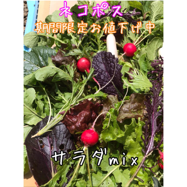 野菜　サラダmix ネコポス 食品/飲料/酒の食品(野菜)の商品写真