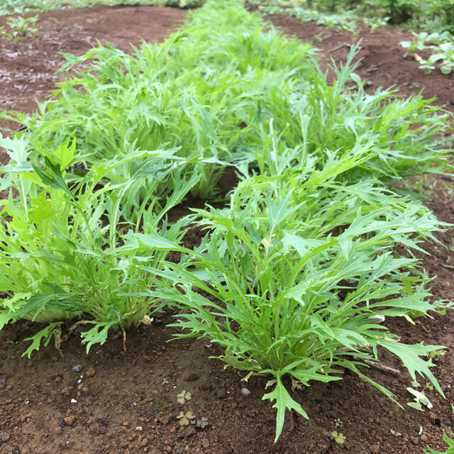 野菜　サラダmix ネコポス 食品/飲料/酒の食品(野菜)の商品写真