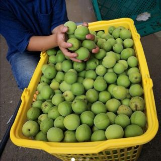 【朝摘み】白加賀梅の青梅Lサイズ～2Ｌサイズ　5kg　当日発送(その他)