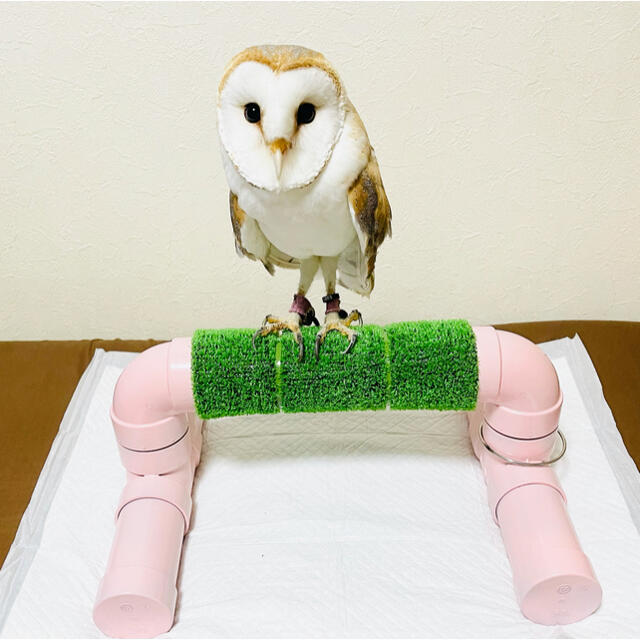 猛禽パーチ ボウパーチ リーシュセット ふくろう 繫留台 パーチ 猛禽パーチ ボウパーチ リーシュセット ふくろう 繫留台 パーチ