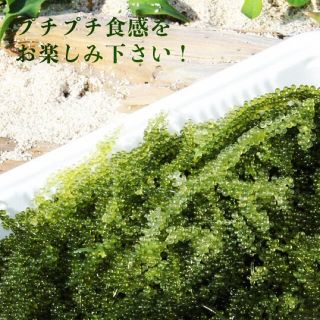 ヒート 沖縄直送 海ぶどう 2キロ 茎無し A良品 送料無料! - 野菜