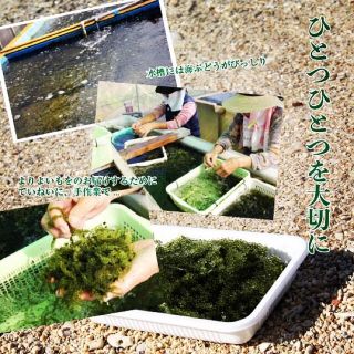 ヒート 沖縄直送 海ぶどう 2キロ 茎無し A良品 送料無料! - 野菜