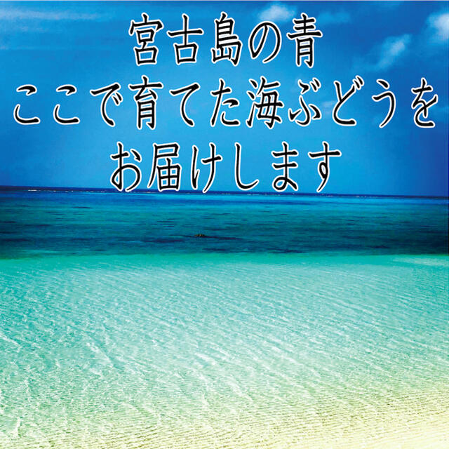 宮古島産海ぶどう 良品 ☆く日はお得☆ - nexflex.com.mx