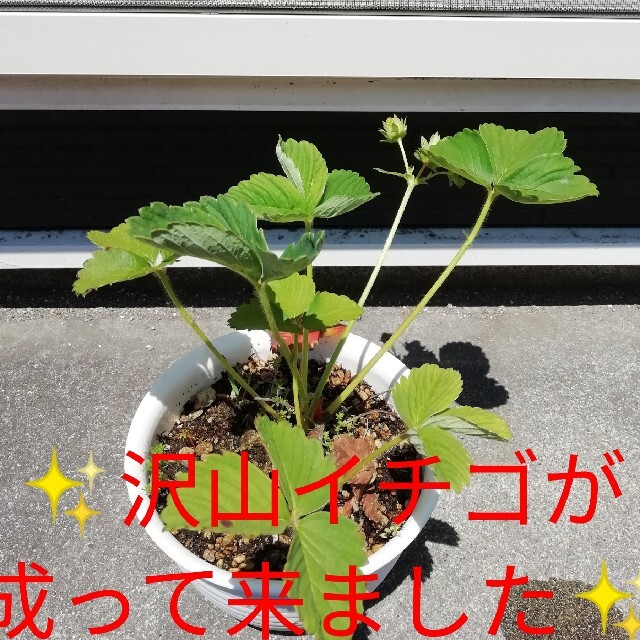 豊の香イチゴ苗×1つ！沢山イチゴが成り始めてきました！無農薬栽培！即購入ok 食品/飲料/酒の食品(フルーツ)の商品写真