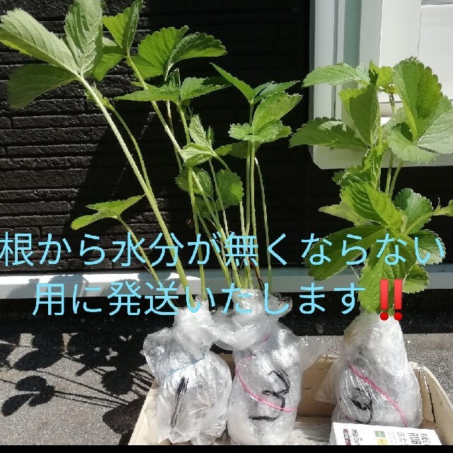 豊の香イチゴ苗×1つ！沢山イチゴが成り始めてきました！無農薬栽培！即購入ok 食品/飲料/酒の食品(フルーツ)の商品写真