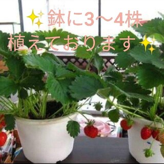 豊の香イチゴ苗×1つ！沢山イチゴが成り始めてきました！無農薬栽培！即購入ok(フルーツ)