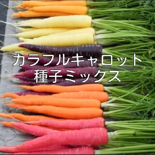 カラフルキャロット種子 ８種ミックス(野菜)