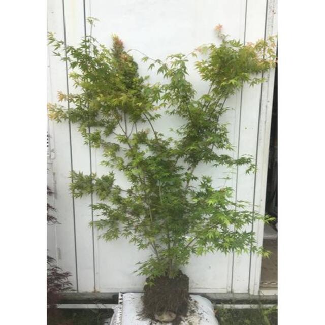 《現品》イロハモミジ　株立ち　樹高1.5ｍ（根鉢含まず）83【紅葉/苗木/植木】その他