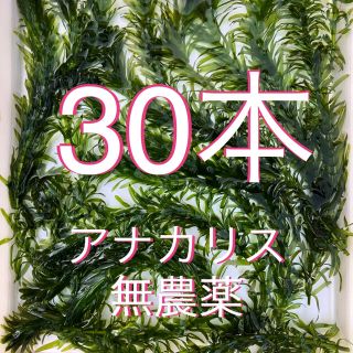 水草アナカリス30本(アクアリウム)