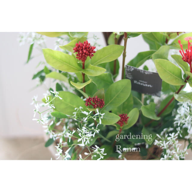 鮮やかサンタンカ❁✿✾毎年楽しむ✿*:お花の贈り物ꕤ*.ﾟ ハンドメイドのフラワー/ガーデン(プランター)の商品写真
