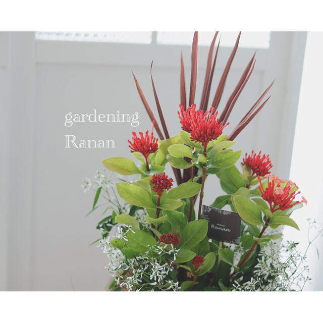 鮮やかサンタンカ❁✿✾毎年楽しむ✿*:お花の贈り物ꕤ*.ﾟ ハンドメイドのフラワー/ガーデン(プランター)の商品写真