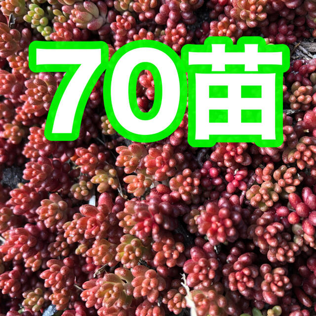 19多肉植物　赤く紅葉するセダム　コーラルカーペット　70苗　即購入歓迎 ハンドメイドのフラワー/ガーデン(その他)の商品写真