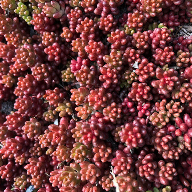 19多肉植物　赤く紅葉するセダム　コーラルカーペット　70苗　即購入歓迎 ハンドメイドのフラワー/ガーデン(その他)の商品写真