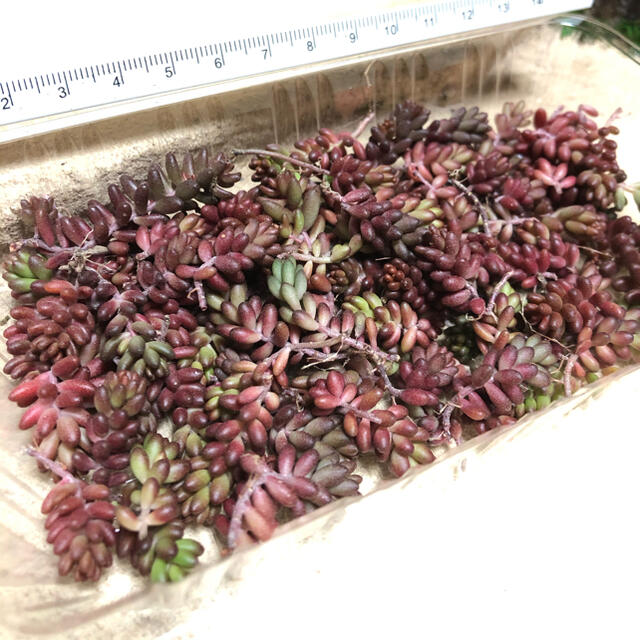 19多肉植物　赤く紅葉するセダム　コーラルカーペット　70苗　即購入歓迎 ハンドメイドのフラワー/ガーデン(その他)の商品写真