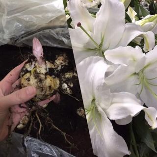 球根 カサブランカの通販 23点 フリマアプリ ラクマ 球根 カサブランカの通販 23点 フリマアプリ ラクマ