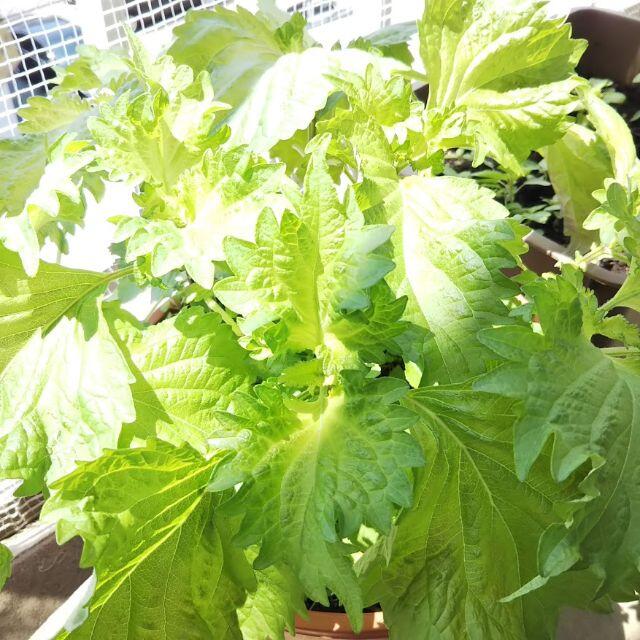 立派な大葉 青じそ が育つ種1g 1g 無農薬 発芽率良い 初心者okの通販 By ゆ ちゃん ラクマ