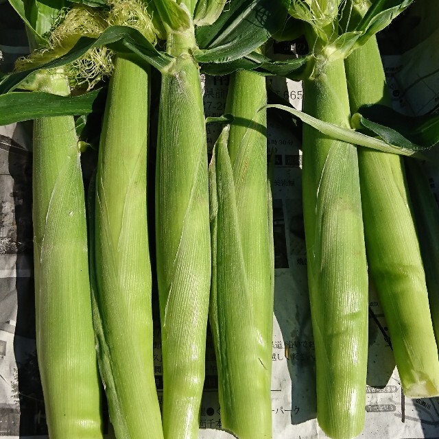 国産生ニンニク＆ヤングコーン 食品/飲料/酒の食品(野菜)の商品写真