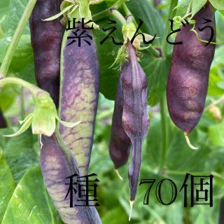 紫えんどう　種70個(その他)