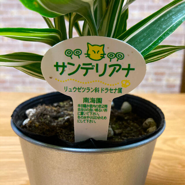 観葉植物　ドラセナ　サンデリアナ　苗 ハンドメイドのフラワー/ガーデン(プランター)の商品写真