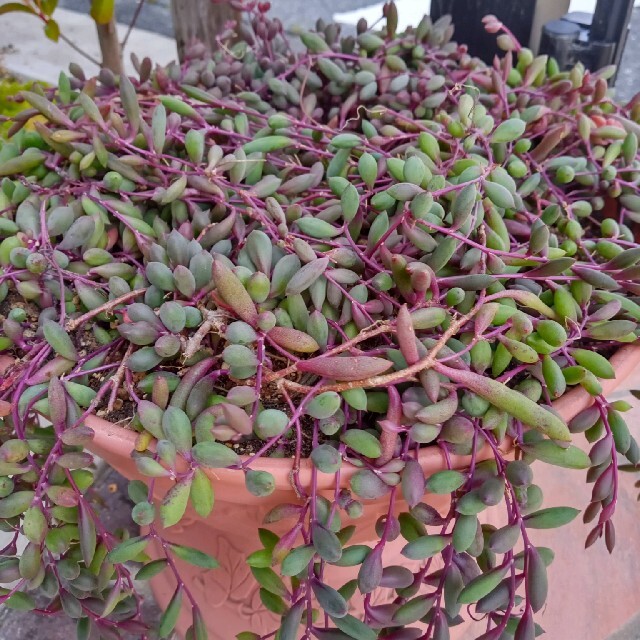 ルビーネックレス 多肉植物の通販 By ヒデマリ S Shop ラクマ ルビーネックレス 多肉植物の通販 By ヒデマリ S Shop ラクマ