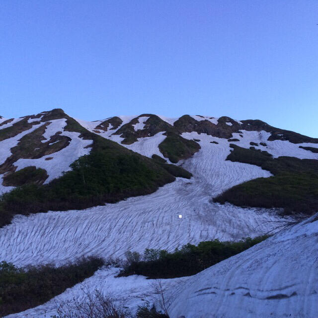 山形県産 山菜 天然月山筍 雪渓根曲がり竹 姫竹 タケノコ 1キロ以上 食品/飲料/酒の食品(野菜)の商品写真