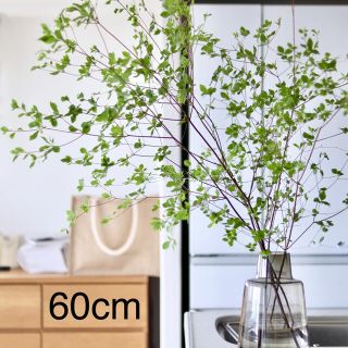 生花ドウダンツツジ　ヤマドウダン　60cm×1束　枝物　切り花(その他)