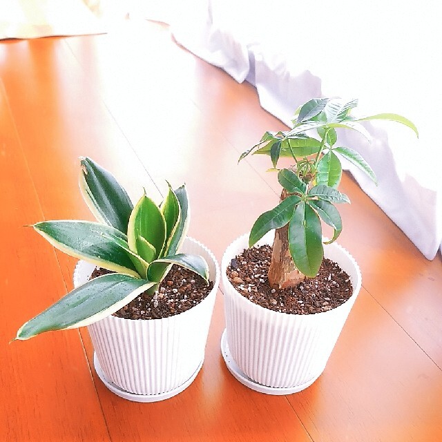 パキラ サンセベリア ハニー 人気の観葉植物2個セット の通販 By Mi S Shop ラクマ パキラ サンセベリア ハニー 人気の観葉植物2個セット の通販 By Mi S Shop ラクマ