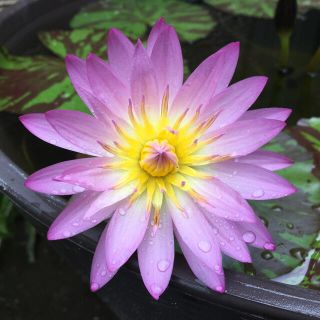 熱帯性睡蓮　ジューン・アリソン　球根 余剰苗②(その他)
