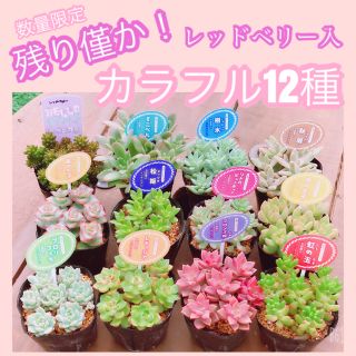 在庫僅か！　ルポゼ　多肉植物　カラフル12種（1種ずつ×12カット）(その他)