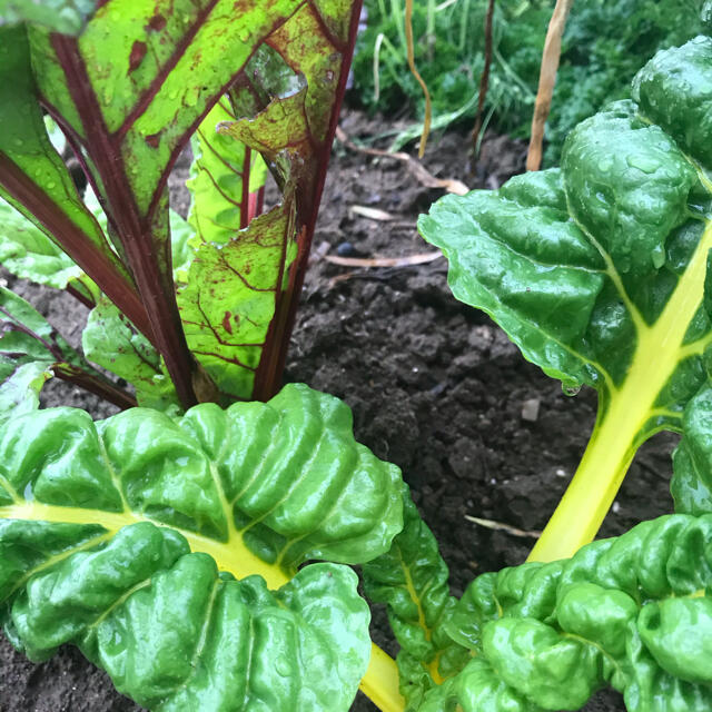 ポパイ畑☆野菜詰め合わせ6/6(日)発送ʕ•ᴥ•ʔ*60size♪ゆきりん様専用 食品/飲料/酒の食品(野菜)の商品写真