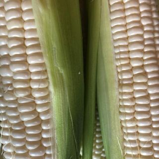 真っ白なトウモロコシ訳アリ品(野菜)