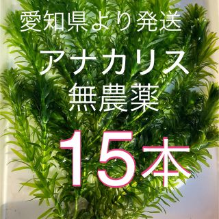 アナカリス15本(アクアリウム)