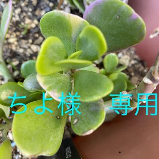 ちよ様　専用★ヤコブセニー錦★カット苗★多肉植物(その他)