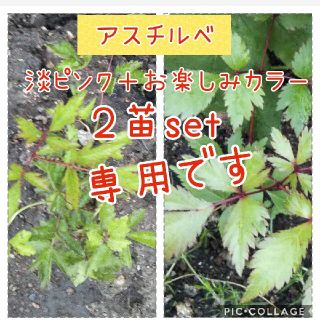 アスチルベ２苗set(その他)